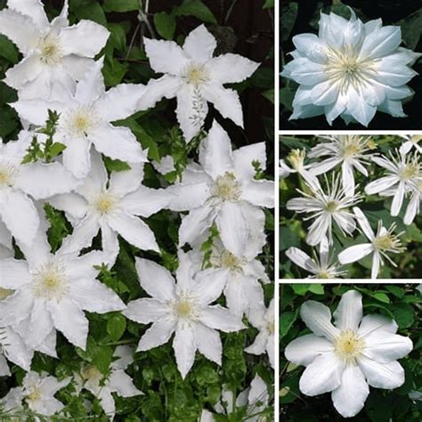 Email us for sales & support: Clematis White Coloured Large Flowering Climber Hardy ...