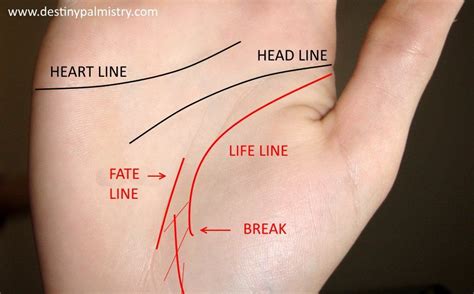 What Does a Short Life Line Mean? | Palm reading, Palm ...