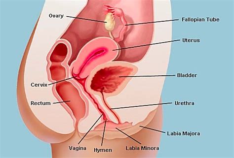 To learn more about penile exercises and how you can obtain a healthier manhood, read the furthermore, men have pelvic floor muscles at the base of their penis. Vagina and Uterus | dreamhawk.com