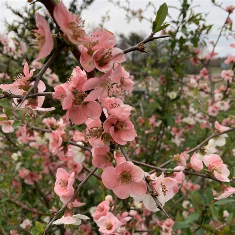 Check spelling or type a new query. Plant Chaenomeles speciosa 'Toyo-Nishiki' by Tracy Woods ...