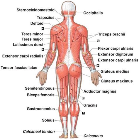 Women back muscles diagram lower back exercises back. Muscular System - Roseanna Q.'s Accomplishments
