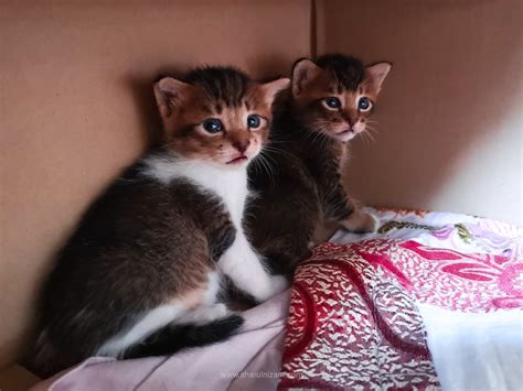 Anak kucing yang terkejut comel sangat!!! Anak Kucing Comel Peneman Nenek Hafiz