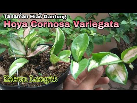 Pemilihannya tidak boleh sembarangan dan. Cara Menanam Tanaman Hias Gantung Hoya Cornosa Variegata ...