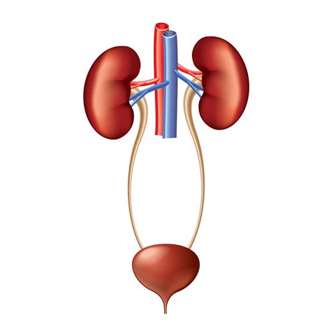 Sistem struktur tubuh unggas tulang/kerangka (skleton) otot/daging • ir. Jurnal Sistem Urinaria : Infecções urinárias recorrentes ...