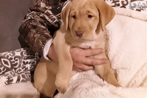 What are english lab puppies? Yellow Collar: Labrador Retriever puppy for sale near South Jersey, New Jersey. | a9719329-dd61