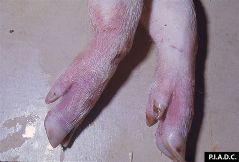 The virus can spread through direct contact with infected world and domestic pigs all through the bites of some soft. African Swine Fever Disease Images - CFSPH