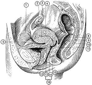 On the role of the ligamentum capitis femoris. Round ligament of uterus - wikidoc