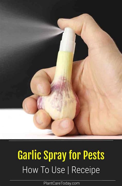 The technician was extremely courteous and provided an education about ants. How To Make Garlic Spray For Pests | PlantCareToday.com in ...