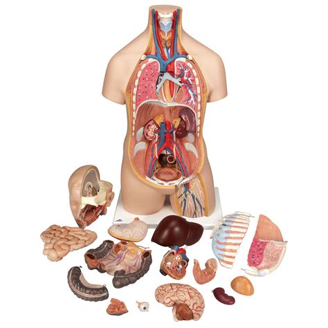This chart pairs perfectly with the skeletal system anatomical chart. Classic Unisex Torso, 16-Part B11 - Anatomical Parts & Charts