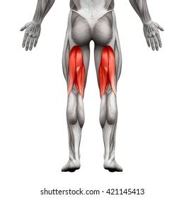 De hamstrings of achterdijbeenspieren zijn de drie spieren aan de achterzijde van het bovenbeen: Stock Photo and Image Portfolio by decade3d - anatomy ...