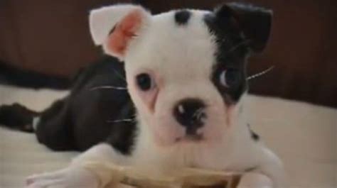 Dog Born With 'Swimmer Puppy Syndrome' Miraculously Learns ...