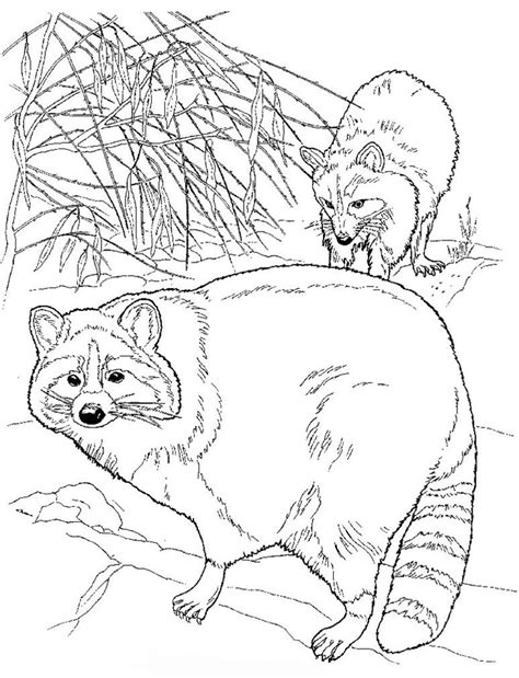 Search through 623,989 free printable colorings at getcolorings. 5 Best Images of Realistic Raccoon Coloring Pages ...