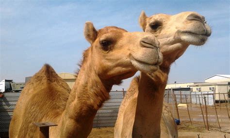 Camel milk sounds weird to american ears, but camels are a domestic fact of life elsewhere. File:Camels in a small farm.jpg - Wikimedia Commons