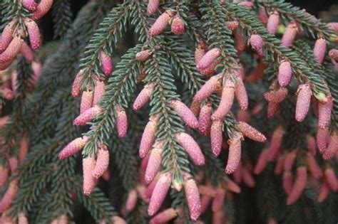 Leaves small green, close to stem. The Wonders of the Winter Landscape | Conifers garden ...