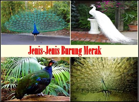 Garuda, cendrawasih, merpati, kakak tua, lovebird, elang, kenari, macaw dll yang cantik dipandang. JENIS -JENIS BURUNG TERINDAH