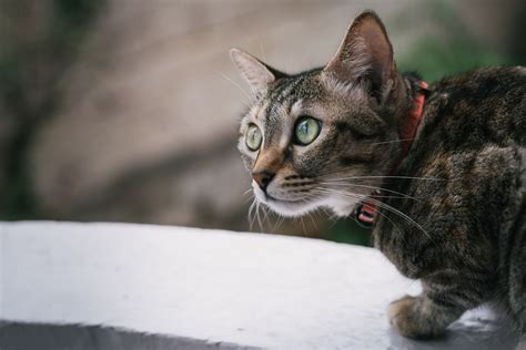 As parasites, they feed off of cat ear wax and oils and usually cause a lot of itchiness for kittens. How To Check For Ear Mites In Cats - Born For Pets