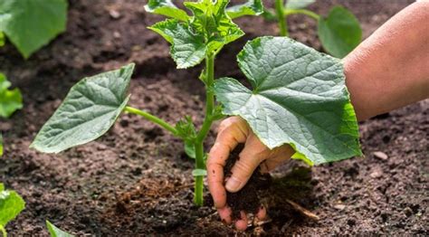 Organic matter is what is left after plant this makes sure that their time and effort in gardening is well worth it because the soil is healthy to provide a productive, bountiful garden. How to Prepare Soil for Vegetable Garden? - Real Foods
