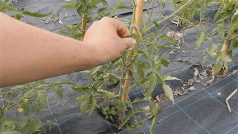 Le piante di pomodori colpite da verticillium presentano le foglie accartocciate e di un atipico colore giallastro. Perchè le foglie dei pomodori si arricciano? Cosa fare? - Un Orso in Campagna