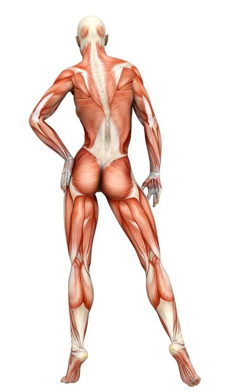 In this lesson we'll learn how to draw their forms. bodymuscles | Female back muscles, Inner thigh muscle ...