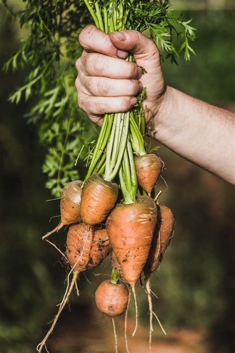 Knickt das laub ab, darfst du ernten! Gemüse ernten - die wichtigsten Infos für euch ...