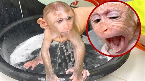 Three monkey taking bath, mom bathed for monkey kako with baby. Mommy Bathing Monkey GG Very Adorable - YouTube