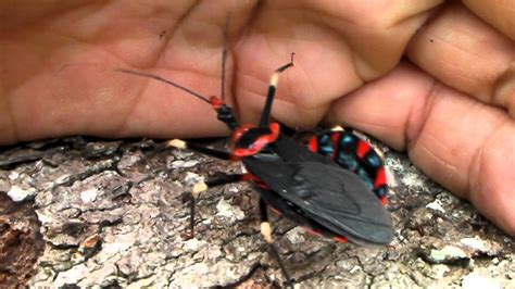 Word on the street is that they like to bite repeatedly near your eyes and mouth (hence the kissing bug moniker), which will cause bite marks. Taunting a Big Assassin Bug - YouTube