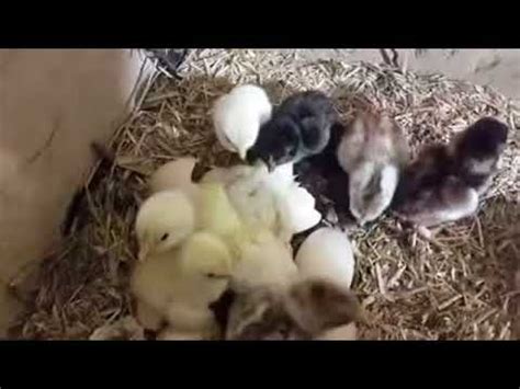 Berikut ini fase lengkap daur hidup nyamuk dari telur hingga menjadi nyamuk dewasa. Daur Hidup Ayam - YouTube