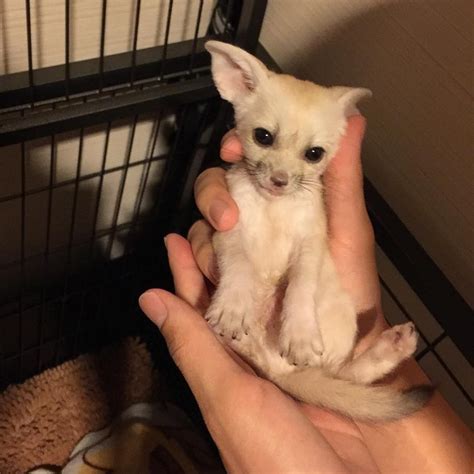 She doesn't mind the attention and will go the extra mile to get just a few more pets. Fennec Fox Animals For Sale | Overseas Highway, FL in 2020 ...