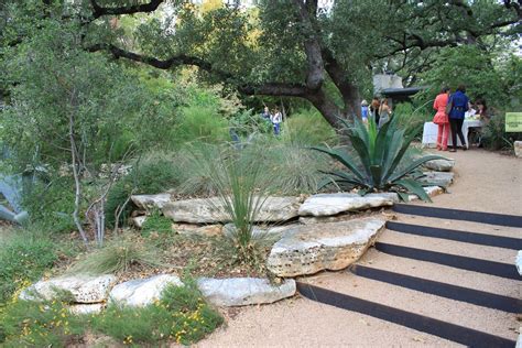 Maybe you would like to learn more about one of these? texas native landscaping | Another agave, sotol and other ...