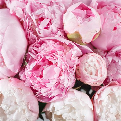 Maybe you would like to learn more about one of these? Learn about Peonies here this May! ~ The Flower Hub