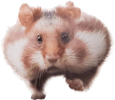 This file was uploaded by halcbddcpl and free for personal use only. Hamster Png Transparent - nak98