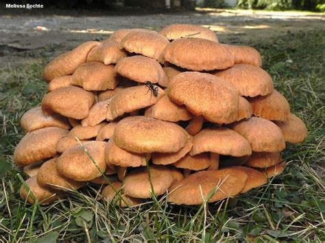 Armillaria tabescens (MushroomExpert.Com) | Stuffed mushrooms, Edible ...