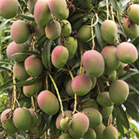 Ich hatte noch eine restliche blumenerde, setzte den kern darin ein in einem relativ großen topf. Vitamin A und Mangos › Rohkost.at