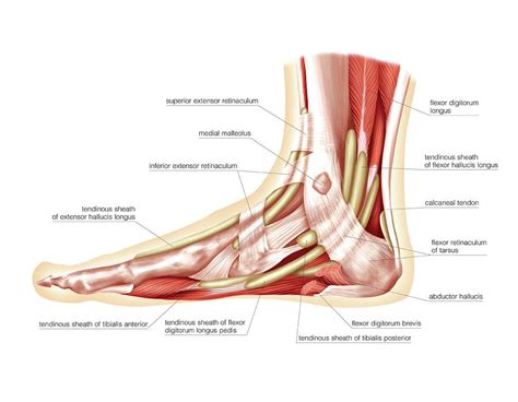 It is made up of 26 bones connected by many joints, muscles, tendons, and ligaments. Muscles Of The Leg And Foot Photograph by Asklepios ...