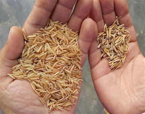 However, keep in mind that actual tastes vary from individual to individual. SKRM - Indian Rice Supplier, Basmati Rice, Long Grain Rice ...