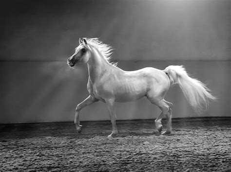 The arabian horse association states that the arabian purebred features five beautiful coat colors. Best Arabian Horse Stock Photos, Pictures & Royalty-Free ...