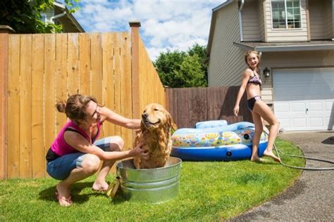 How to Keep Your Dogs Cool At Home or Away this Summer