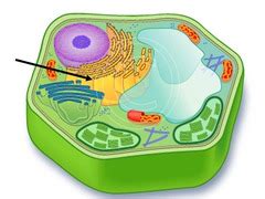 Plant cell organelles functions quizlet. Cell Organelles Flashcards | Quizlet