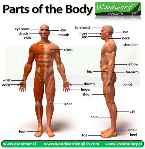 Women with these body shapes tend to gain weight in their stomach before anywhere else. Zoom English: ESO4: Being human... and animal!