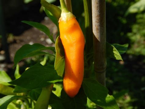 Offering rare and heirloom seeds perfect for any climate. Aji Amarillo orange Chilli sehr alte Sorte aus Peru