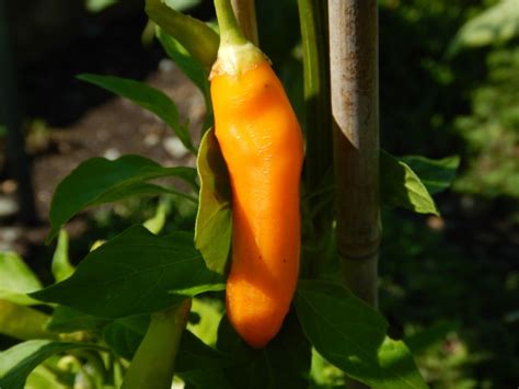 Offering rare and heirloom seeds perfect for any climate. Aji Amarillo orange Chilli sehr alte Sorte aus Peru