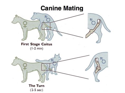 A 16 week old oriental kitten managed to successfully sire a litter with a fully mature female, while himalayans commonly do not sire until at least two years old, sometimes older. lecture 26 Dog and Cat Reproduction