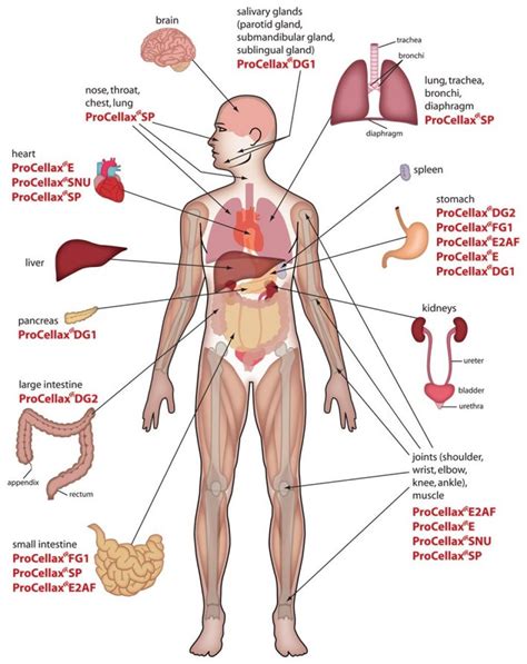 'jim'll paint it' is the best new service on the internet. Human Body Anatomy Internal Organs Diagram | Human body ...