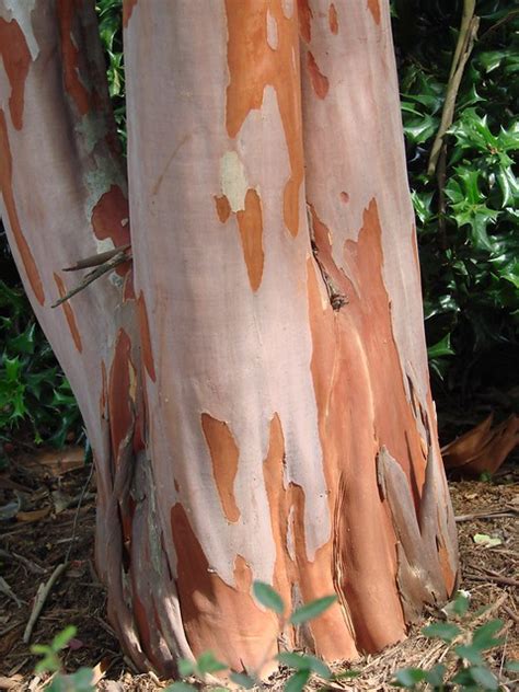 Additionally, they also require very little water, just douse them every 2 weeks with a spray bottle. Natchez crape myrtle bark | This photo was taken at the ...