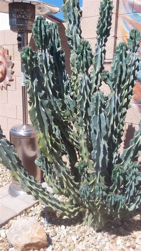This will help prevent foreign material from getting into the wound and causing an infection. Cactus maintenance.