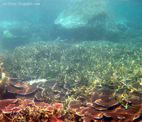 Which places provide the best scuba & snorkeling in pulau tioman for travellers on a budget? Entree Kibbles: Renggis Island - Final Stop of the Full ...