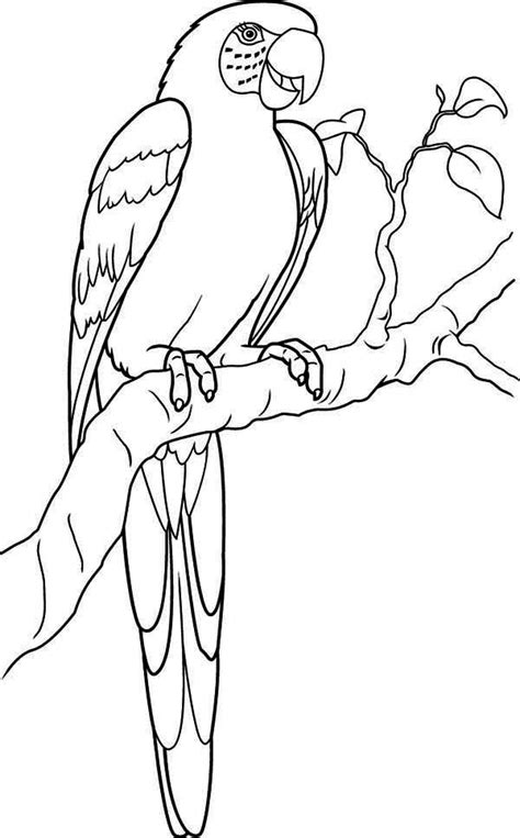 The macaw coloring pages also available in pdf file that you can download for free. Macaw Parrot Coloring Page