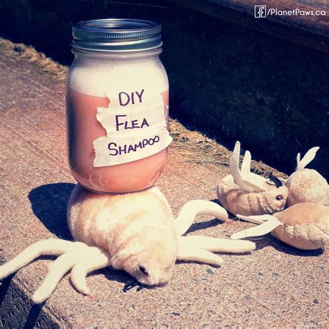 While it is natural to want to give your cat new and interesting foods, this practice can come with negative consequences.</p> <p>can cats eat spicy foods? Get rid of fleas fast with this easy to make Flea Shampoo ...