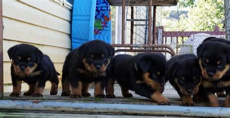 The parents are on site for you to meet. Rottweiler Puppies For Sale | Chicago, IL #249409