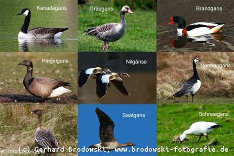 Die pärchen bilden sich sehr häufig bereits in den überwinterungsgebieten und anschließend begleitet das männchen sein weibchen in ihr herkunftsland oder zu deren heimatort. Gänse - Gänsearten, Steckbriefe, Wildgänse, bestimmen, Bilder